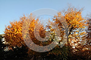 AUTUMN COLOUR LEAVES ON SUNNY DAY COPENHAGEN