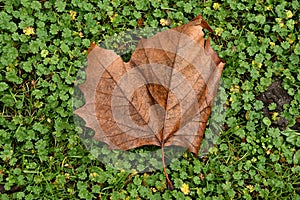 AUTUMN COLOUR LEIF ON GRASS LAWN IN COPENHAGEN