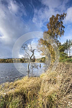 Autumn colour at Loch Pityoulish in the Highlands of Scotland.