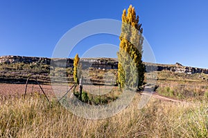 Autumn colour poplar trees lining the side of dirt at a old gate in long grass