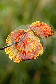 Autumn colour of a witch hazel Hamamelis x Intermedia leaf