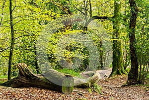 Autumn colour in the woods by the River Fowey