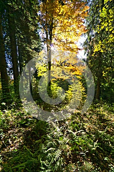 Autumn coloured beech tree in primeval forest Zadna Polana