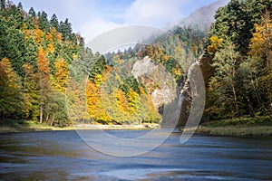 Autumn coloured beech trees in meander of river Dunajec in Pieniny during autumn