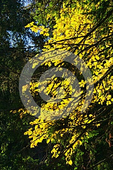 Autumn coloured tree in primeval forest Zadna Polana