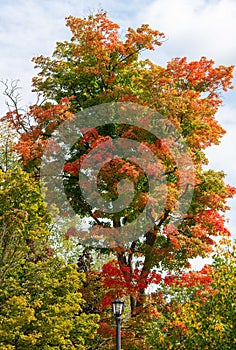 Autumn coloured tall tree, blue sky, Fall season
