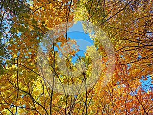 Autumn coloured trees with blue sky onbthe background