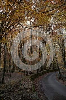 Autumn colourful forest in Catalonia, Spain