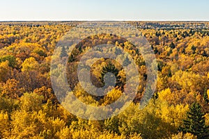 Autumn colourful forest panorama