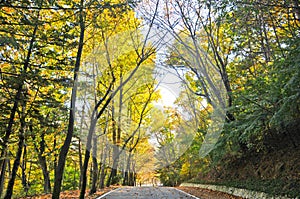 Autumn colourful lush forest trees with small road walkway in the morning in Seoul, South Korea