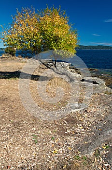 Autumn colours along the west coast of Canada