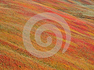 Autumn colours in Baiu Mountains, Romania