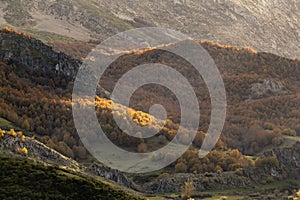 Autumn colours in beech forest