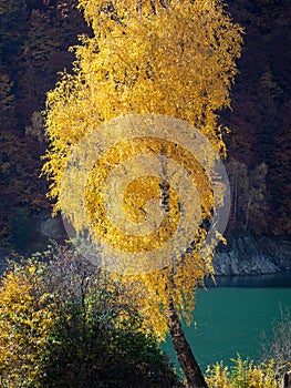 Autumn colours at Doftana river valley