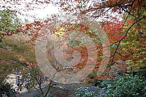 Autumn colours in the fall, Miyajima island, Hiroshima bay, Tokyo