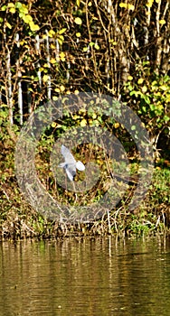 Autumn colours and the flying seagull