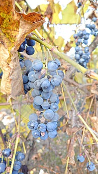 Autumn colours - grapes hanging between the yellow leaves of the vineyard