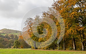 Autumn colours at Hathersage