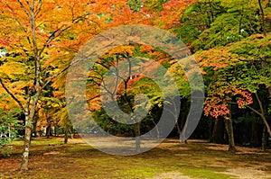 Autumn Colours in Kyoto