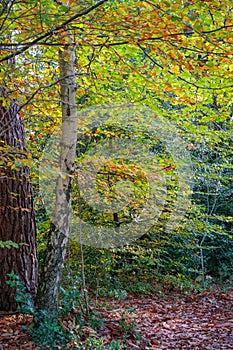 Autumn colours of leaves in Buchan Country Park