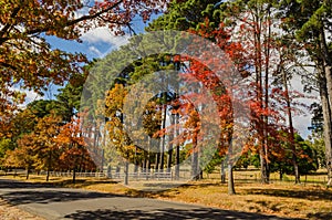 Autumn colours in Macedon, Australia