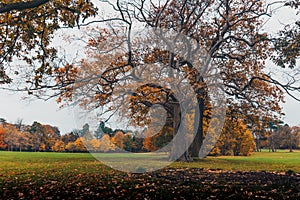 Autumn colours in Middlesbrough