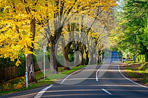 Autumn colours in Mount Macedon, Victoria, Australia