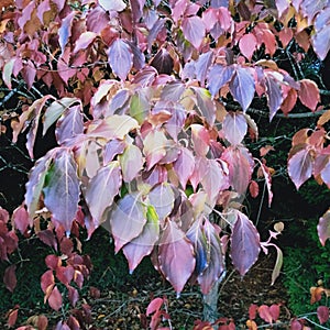 Autumn Colours of Nature - Shades of green, purple, a reddish dark pink and more.