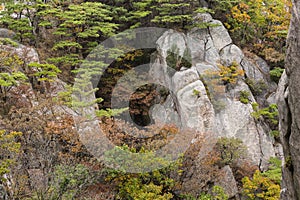 Autumn colours on rock outcrops