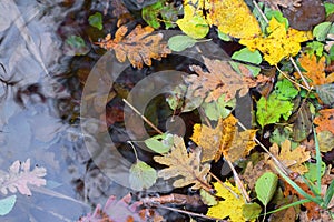 autumn colours of the season