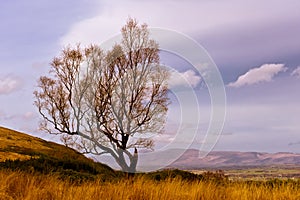 Autumn colours - single tree