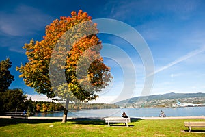 Autumn Colours - Stanley Park, Vancouver