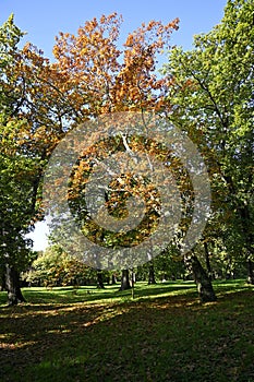 Autumn Colours on a Tree in North Hagley Park, Christchurch, New Zealand