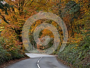 Autumn colours from trees lining the road in North Devon, England.