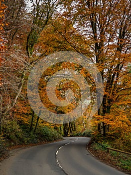 Autumn colours from trees lining the road in North Devon, England. Vertical shot.