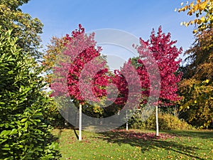 Autumn colours, UK. entrance to Exhibition Park, Newcastle upon Tyne