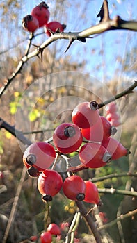 Autumn colours - various plants vividly coloured in the fall