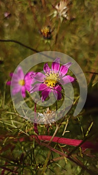 Autumn colours - various types of garden flowers in the fall