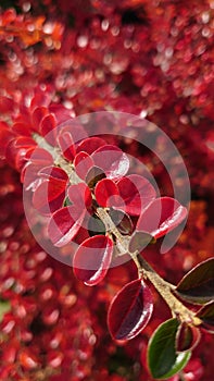 Autumn colours - various types of garden vegetation in the fall