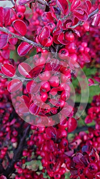 Autumn colours - various types of garden vegetation in the fall