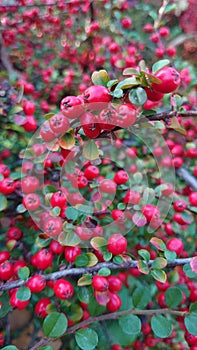 Autumn colours - wild colorful bush berries