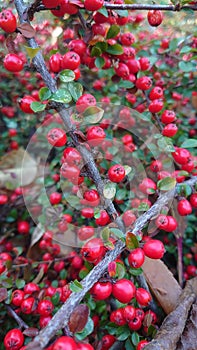 Autumn colours - wild colorful bush berries