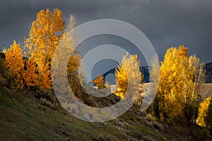 Autumn Colours in Wyoming