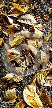 Autumn colours with yellow leafes