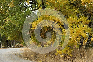 Autumn colttonwood tree beside an unpaved road in western Colorado