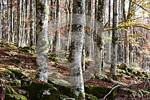 Autumn comes with the beautiful yellow and orange colored forests