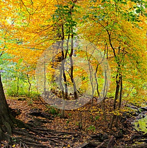 Autumn comes to a forested area in Central Park, NYC