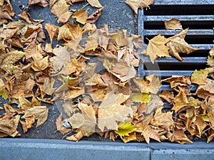 Autumn is coming. Fallen maple leaves on the sidewalk. Yellow dry leaves in August. Early leaf fall. Autumn concept. Summer is