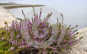 Autumn is coming. The heather is in bloom.