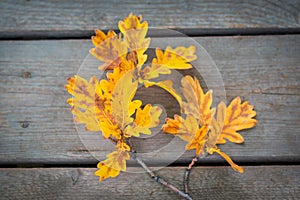 Autumn coming. oak Yellow leaf branch on old tree plank background. Fall background